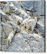 Mountain Goats 2 Acrylic Print