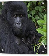 Mountain Gorilla Mother And Infant Parc Acrylic Print