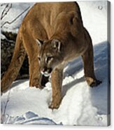 Mountain Lion Puma Concolor Acrylic Print