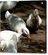 Muddy Ducks Acrylic Print