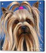 Muffin - Silky Terrier Dog Acrylic Print by Michelle Wrighton