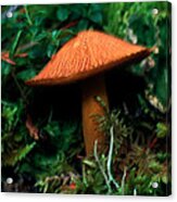 Mushroom 3 Acrylic Print