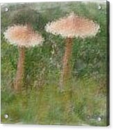 Mushrooms Acrylic Print