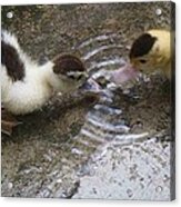 My Ducks Acrylic Print