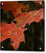 Mysterious Red Maple Acrylic Print