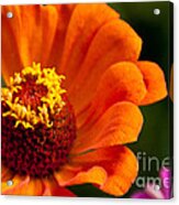 Natures Color Acrylic Print