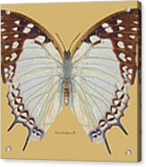 Nawab Butterfly Acrylic Print