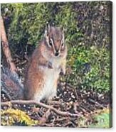 Newport Squirrel Acrylic Print