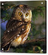 Northern Saw-whet Owl Acrylic Print