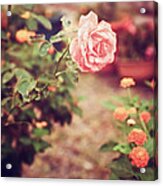 Nostalgic Pink Rose Acrylic Print