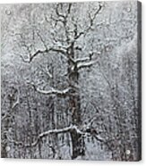 Old Oak Tree Acrylic Print