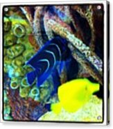 One Fish, Two Fish. Yellow Fish, Blue Acrylic Print