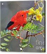 One 'i'iwi Bird Extracting Nectar Acrylic Print