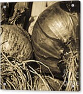 Onion And Garlic Sepia Acrylic Print