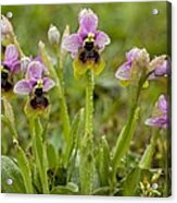 Ophrys Tenthredinifera Acrylic Print
