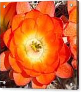 Orange Cactus Flowers Acrylic Print