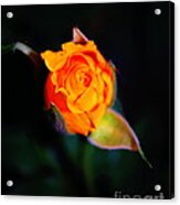 Orange Kiss Acrylic Print