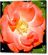 Orange Rose Acrylic Print