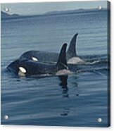 Orca Pair Surfacing British Columbia Acrylic Print