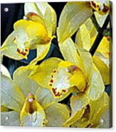 Orchid 6 Acrylic Print