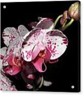 Orchid Beauties Acrylic Print