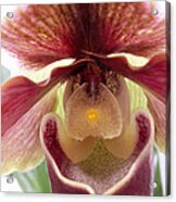 Orchid Interior Acrylic Print