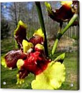 Orchid In Nature Acrylic Print