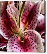 Orchid Lily Acrylic Print