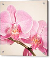 Orchid Pastel Acrylic Print