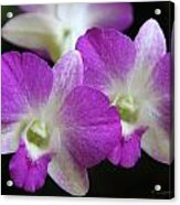 Orchids - Best Friends Acrylic Print