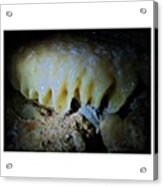 #oyster #slimy #calcium #rock #stone Acrylic Print