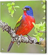 Painted Bunting Acrylic Print