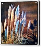 Pampas Grass Acrylic Print