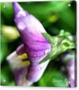 Pansy💜
Tag Your Nature Shots Acrylic Print