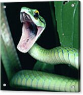 Parrot Snake Leptophis Ahaetulla Acrylic Print