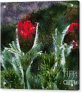 Pasque Flowers Acrylic Print