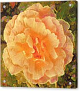 Peach Begonia Acrylic Print