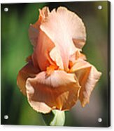Peach Iris Flower Ii Acrylic Print