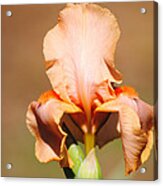 Peach Iris Flower Acrylic Print