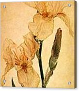 Peach Iris Germanica Acrylic Print