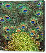 Peacock  Detail Acrylic Print