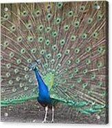 Peacock Finery On Display Acrylic Print