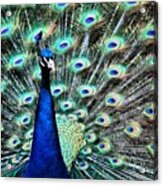 Peacock In Kingwood Center, Mansfield Acrylic Print