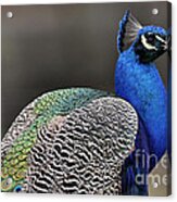 Peacock Profile Acrylic Print