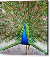 Peacock Struts His Stuff Acrylic Print