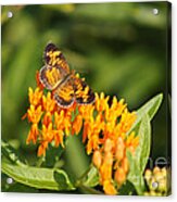 Pearl Crescent On Butterfly Weed Flowers 1 Acrylic Print