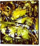 Peeling Some Roasted Green Chile Acrylic Print