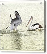 Pelican Dive 01 Acrylic Print