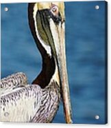 Pelican Profile Acrylic Print