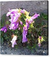 Penstemon At Mt. St. Helens Acrylic Print